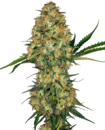 Sensi Hindu Kush 3+1 Feminisiert